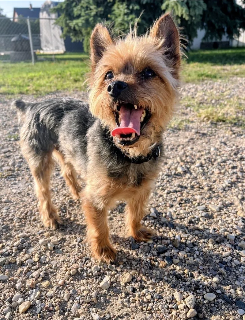 An adult small-sized male Bicolor Yorkshire Terrier dog named Brody for adoption in Wedgefield, SC