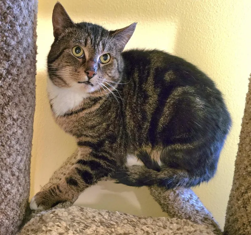 An adult large-sized male Brown / Chocolate Domestic Short Hair cat named Handsome Boy for adoption in Vancouver, WA