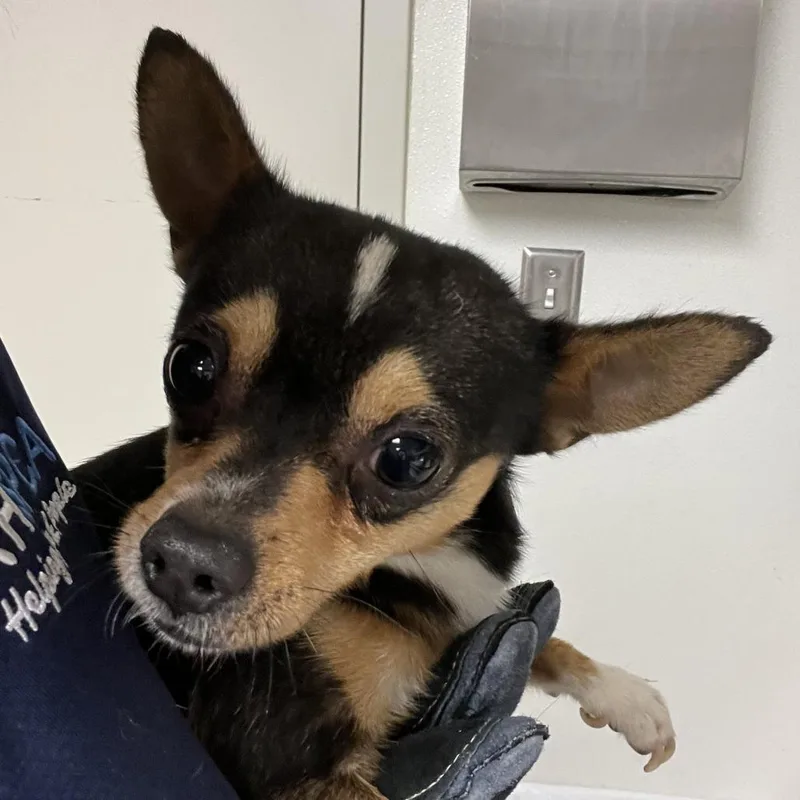 An adult small-sized male Black Chihuahua dog named 71453 for adoption in Harrisonburg, VA