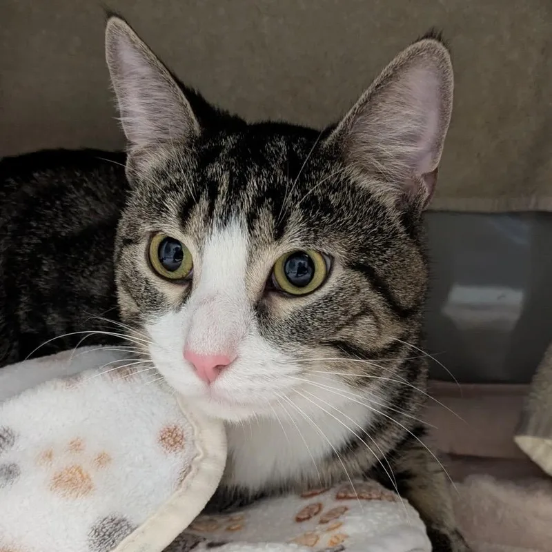 A young large-sized male Brown / Chocolate Domestic Short Hair cat named Willy Wonka for adoption in Chicago, IL