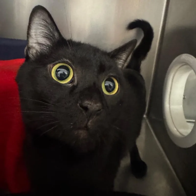 An adult small-sized male Domestic Short Hair cat named Peter for adoption in West Palm Beach, FL
