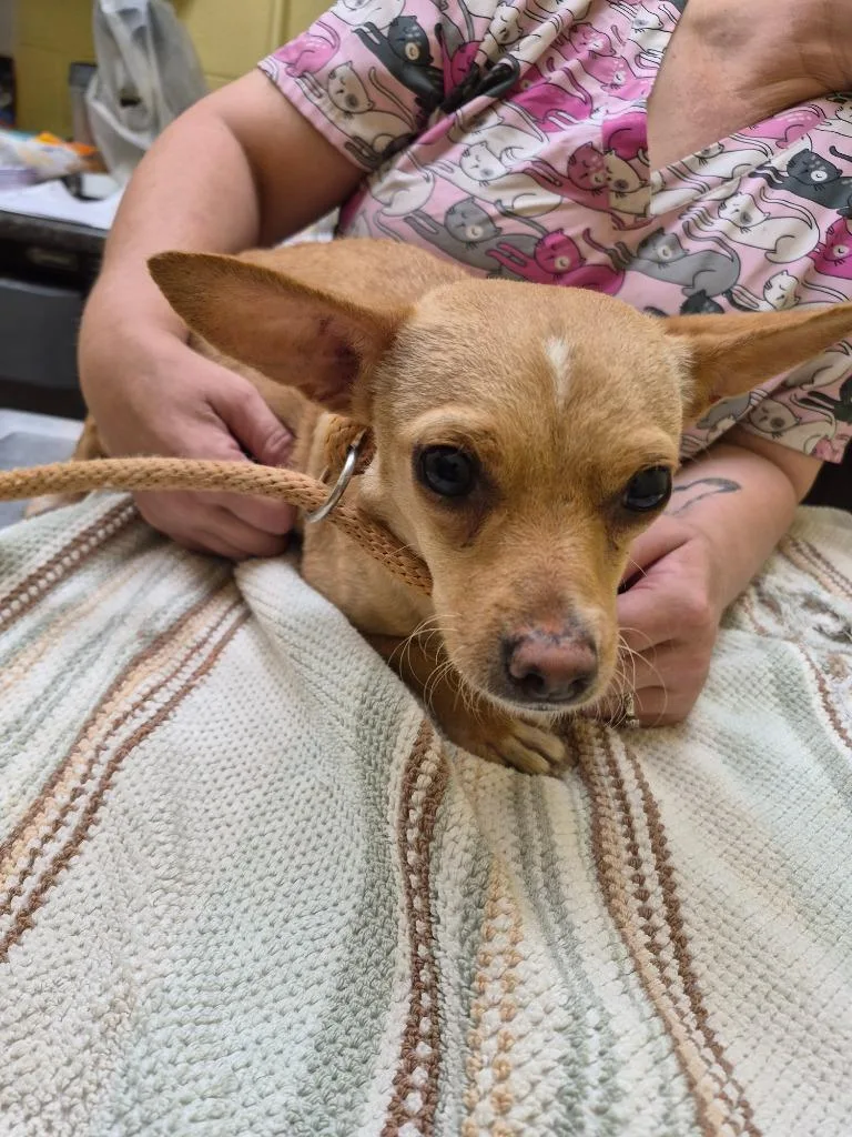 A young small-sized female Chihuahua dog named Bubbles for adoption in Crossville, TN
