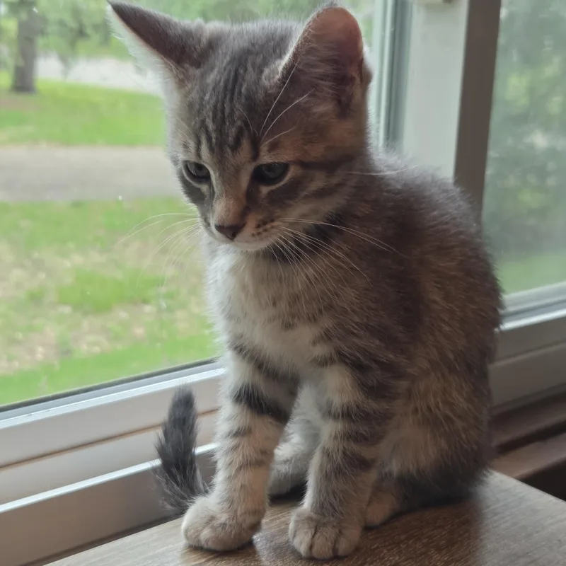 A baby medium-sized female Tabby (Gray / Blue / Silver) Tabby cat named Grady for adoption in Minneapolis, MN