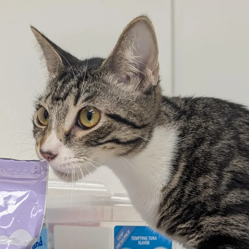 A young medium-sized female Domestic Short Hair cat named Echo for adoption in St. Augustine, FL