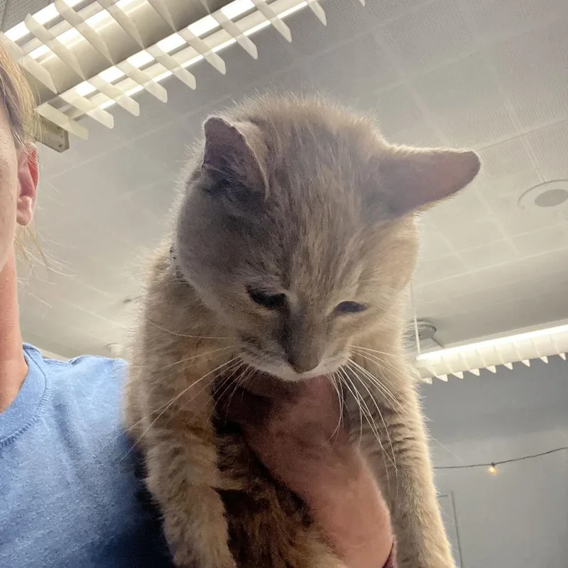 An adult medium-sized female Buff / Tan / Fawn Domestic Medium Hair cat named Maddie for adoption in Oak Hill, WV