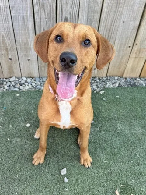 An adult medium-sized female Redbone Coonhound dog named Ruby for adoption in Manchester, CT