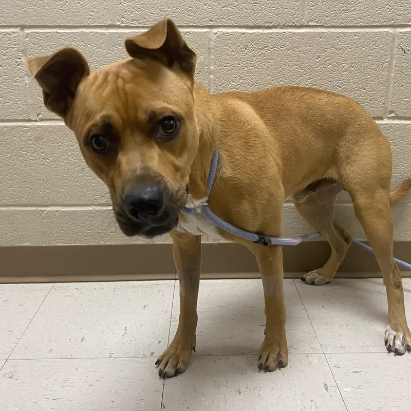 A young medium-sized male Mountain Cur dog named George for adoption in Caryville, TN