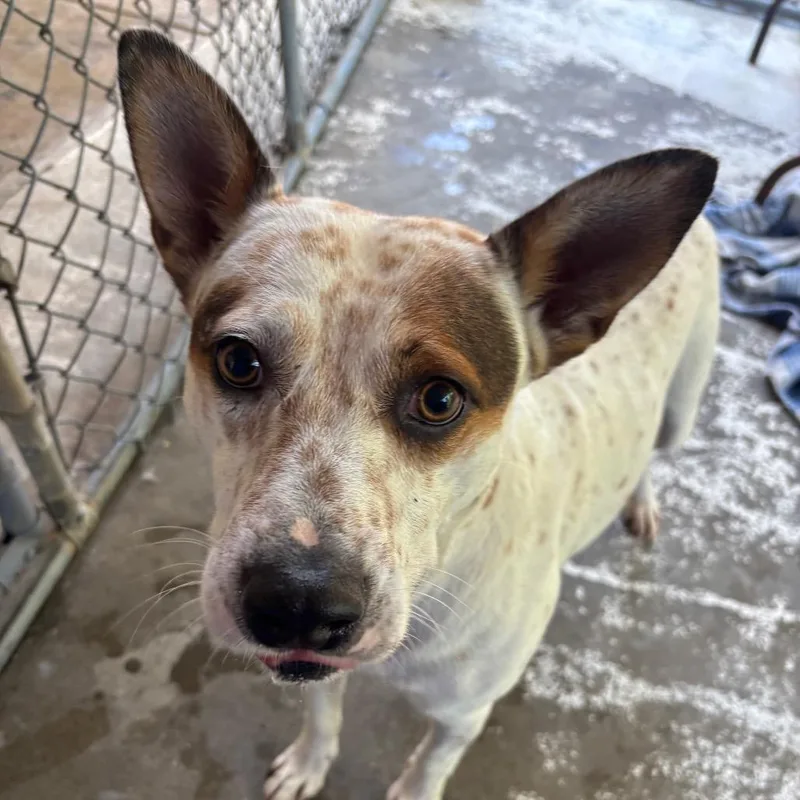An adult medium-sized male White / Cream Cattle Dog dog named Jack for adoption in Franklin, NC