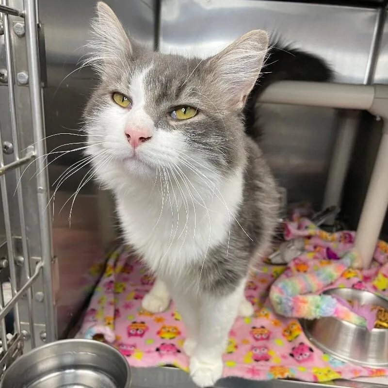 An adult medium-sized male Domestic Long Hair cat named Rebel for adoption in Roanoke, VA