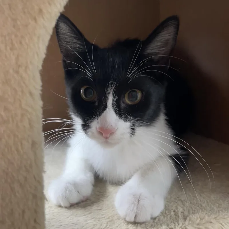 A baby small-sized female Black Domestic Short Hair cat named Mei Mei for adoption in Laredo, TX