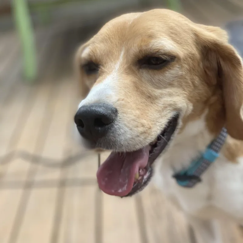 An adult small-sized male Tricolor (Brown, Black, & White) Beagle dog named Steven for adoption in Denver, CO