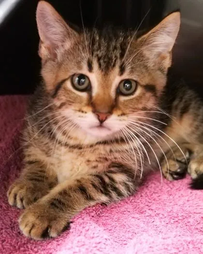 A baby small-sized female Domestic Short Hair cat named Melanie for adoption in Fishers, IN