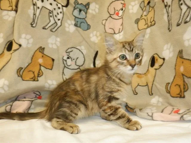 A baby small-sized female Domestic Medium Hair cat named Freckles for adoption in San Jose, CA