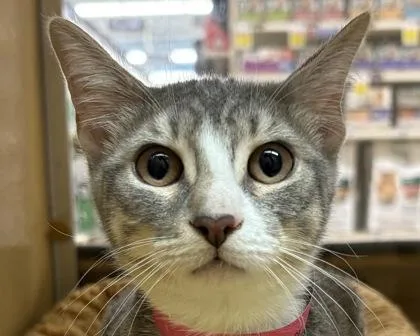 A baby small-sized female Domestic Short Hair cat named Grey for adoption in West Seneca, NY