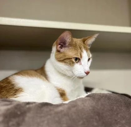 Crenshaw thumbnail 2