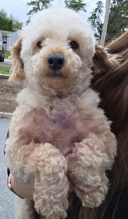 An adult small-sized female Poodle dog named Nicole for adoption in Malvern, PA