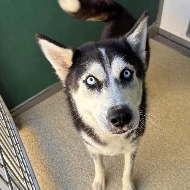 An adult medium-sized female White / Cream Husky dog named Aria for adoption in Reno, NV