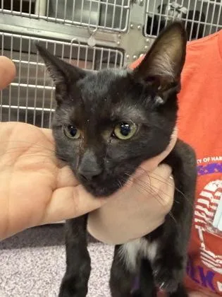 A baby small-sized male Domestic Short Hair cat named Kangaroo for adoption in West Chester, PA