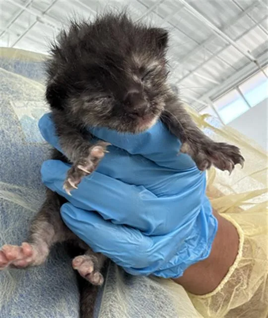 A baby large-sized female Mixed Breed dog named Madrid for adoption in Dallas, TX