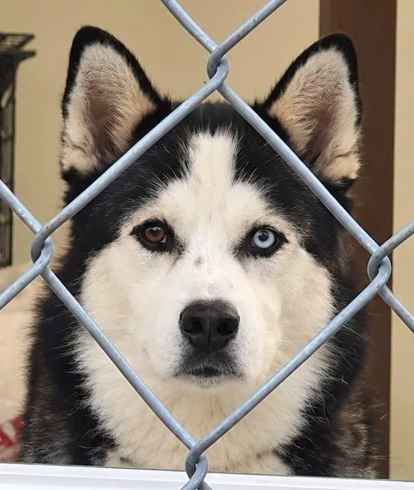 An adult medium-sized male Black Husky dog named Zade for adoption in Tama, IA