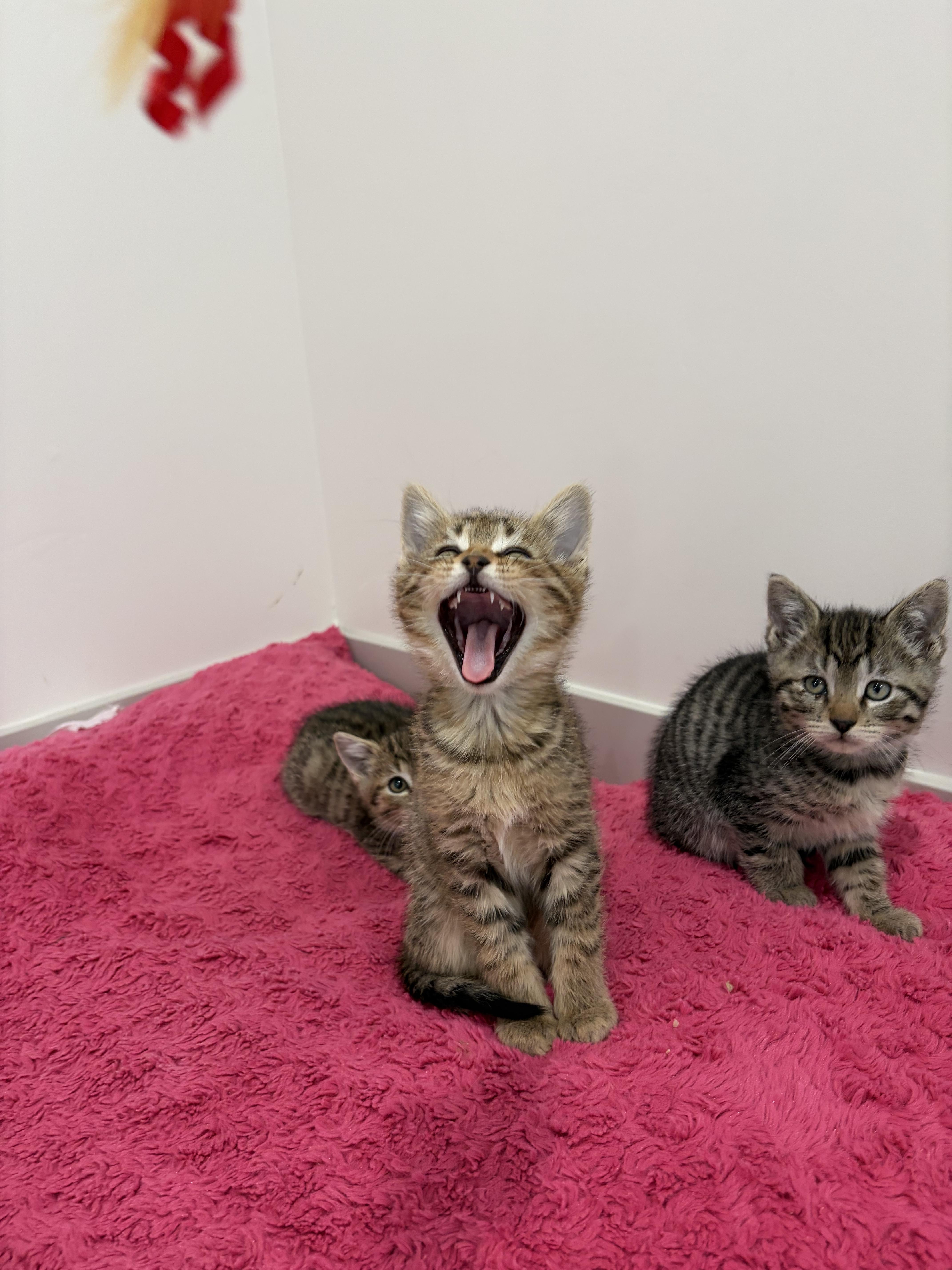 A baby small-sized male Tabby (Brown / Chocolate) Domestic Short Hair cat named Saturn for adoption in Fruit Heights, UT