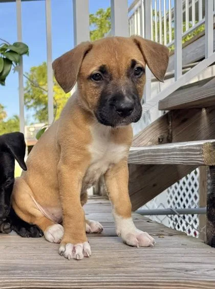 A young medium-sized female Golden Pit Bull Terrier dog named Buttercup for adoption in Key West, FL