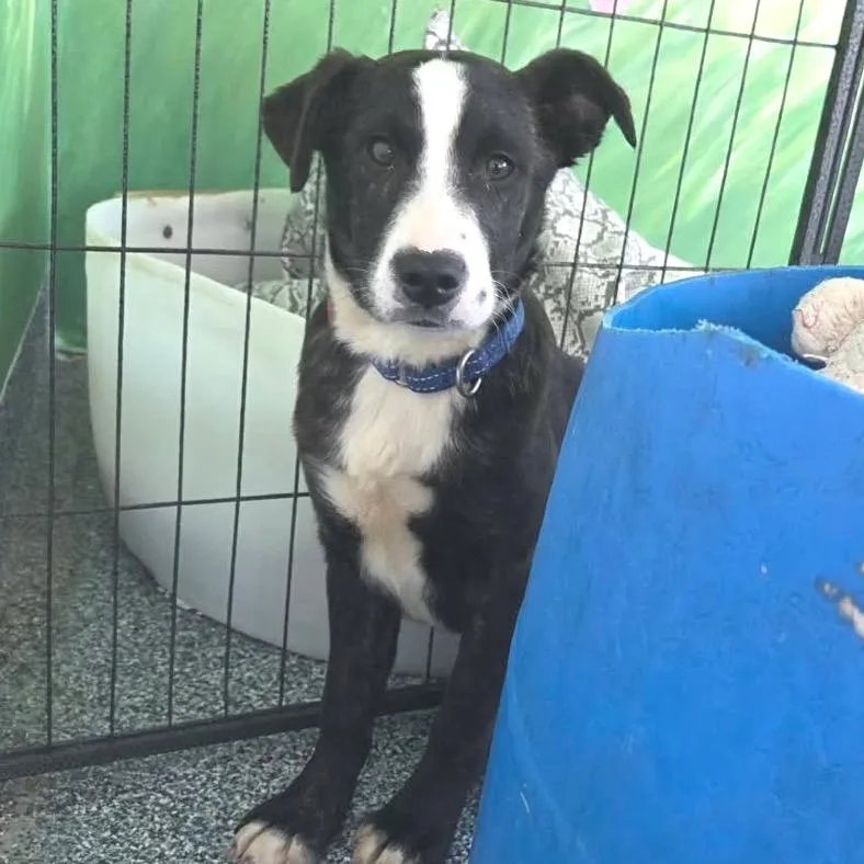 A baby small-sized female Black Mixed Breed dog named Brandy for adoption in Fredericksburg, VA