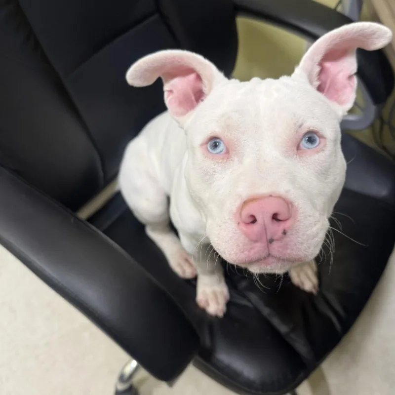 A baby medium-sized female White / Cream American Staffordshire Terrier dog named Moon Fka Zena for adoption in York, PA