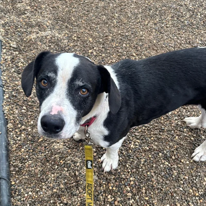 An adult medium-sized male Black Hound dog named Paul for adoption in Columbia Station, OH