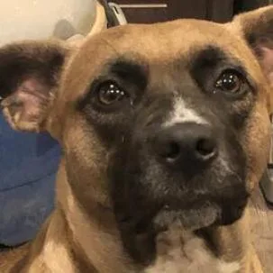 An adult large-sized female Brown / Chocolate Pit Bull Terrier dog named Ari for adoption in Phoenix, AZ
