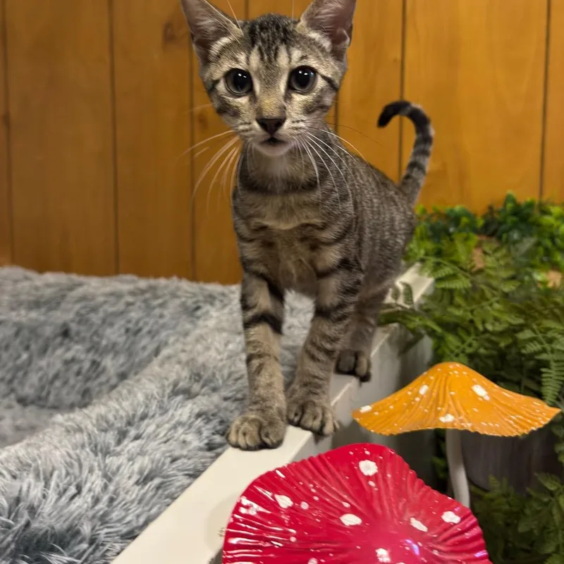A baby medium-sized male Tabby (Gray / Blue / Silver) Domestic Short Hair cat named Kelly for adoption in Graham, WA