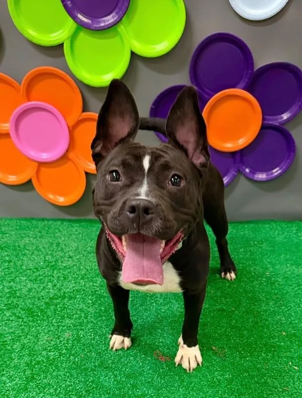 An adult large-sized female Black Mixed Breed dog named Cheetah Girl for adoption in Cincinnati, OH