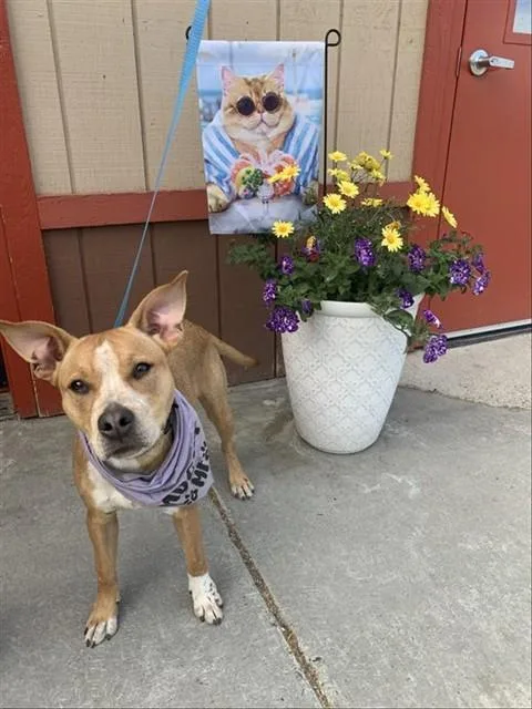 Nala