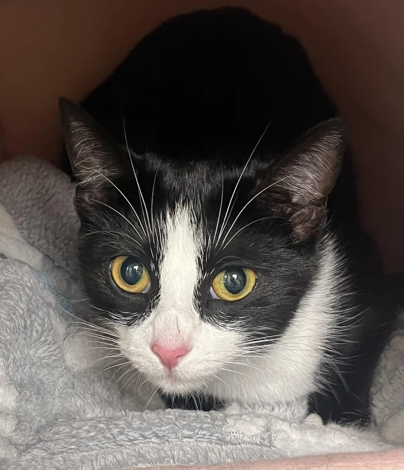 A baby medium-sized female Black & White / Tuxedo Tuxedo cat named Thea for adoption in Mendham, NJ