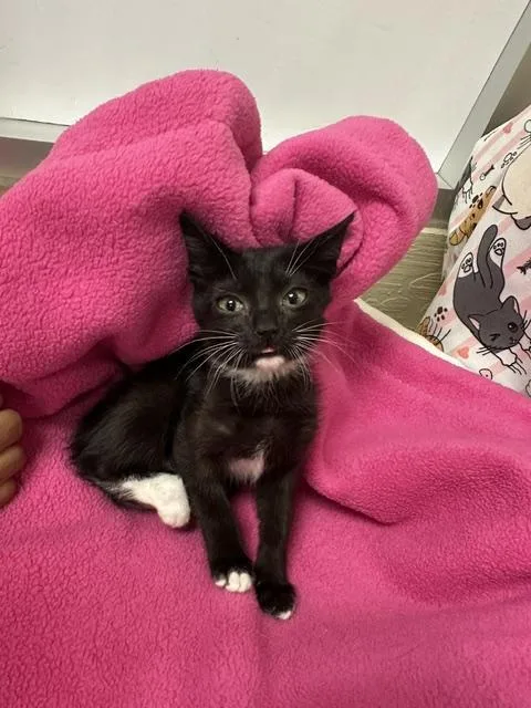 A baby small-sized male Black & White / Tuxedo Domestic Short Hair cat named Romeo for adoption in Parlier, CA