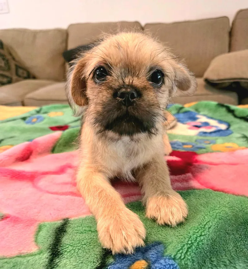 A baby small-sized male Yellow / Tan / Blond / Fawn Pug dog named Calix for adoption in Gregory, TX