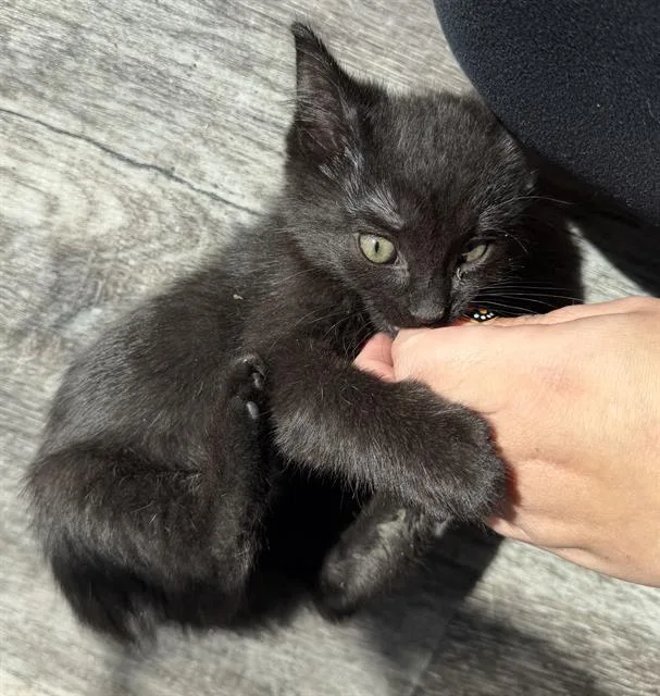 A baby small-sized female Domestic Short Hair cat named Twin for adoption in Sacramento, CA