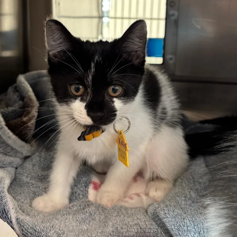 A baby small-sized female White Domestic Short Hair cat named Violet for adoption in Springfield, MA