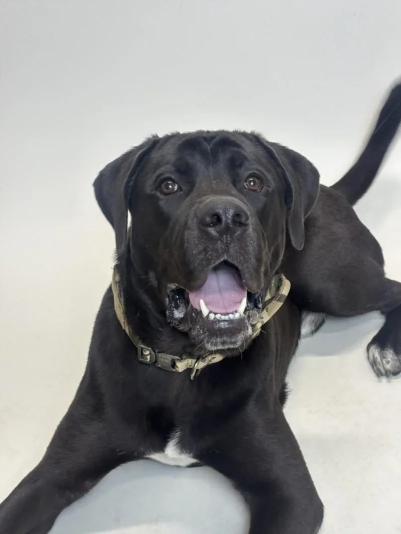 A young extra large-sized male Cane Corso dog named Ice Cube for adoption in Hayward, CA