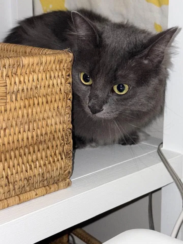 An adult medium-sized female Gray / Blue / Silver Nebelung cat named Genny for adoption in Beverly Hills, CA