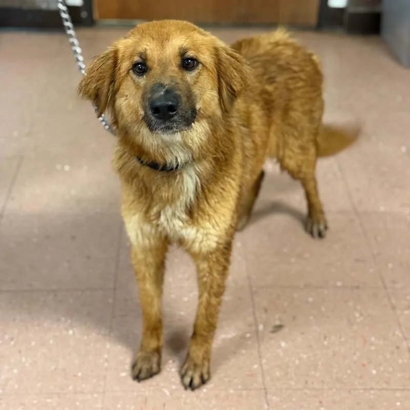 A young large-sized female Red / Chestnut / Orange German Shepherd Dog dog named Rain for adoption in Fort Smith, AR