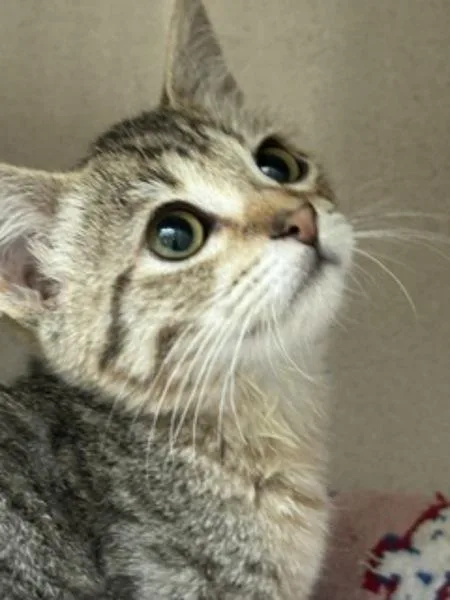 A baby small-sized female Domestic Short Hair cat named Strong Girl for adoption in Healdsburg, CA
