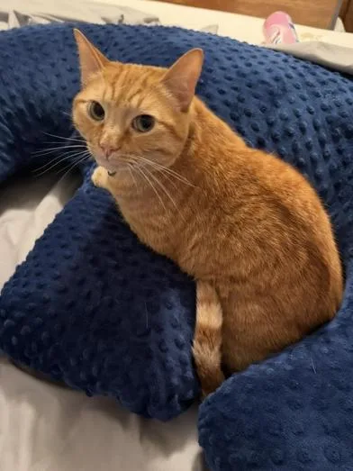 Cheeto & Loki thumbnail 4