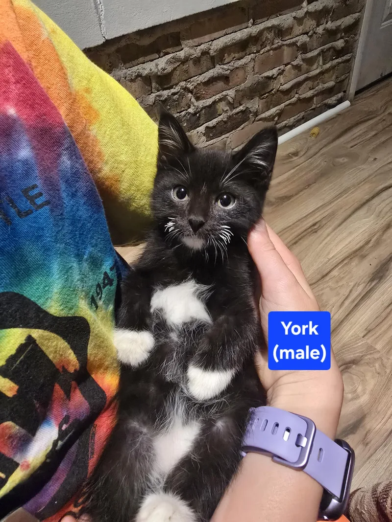 A baby medium-sized male Black & White / Tuxedo American Shorthair cat named York for adoption in Wadsworth, IL