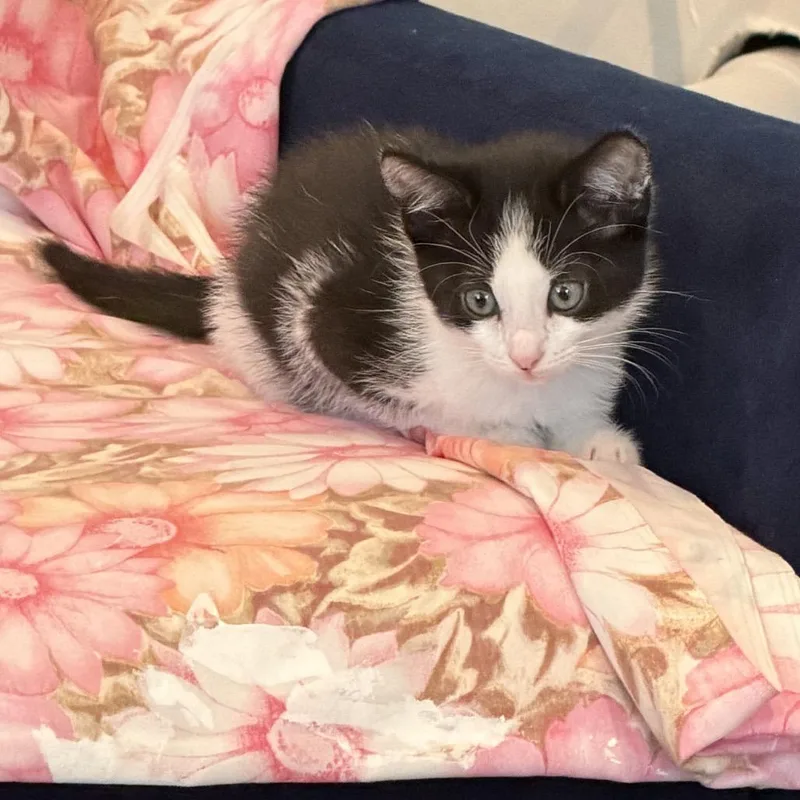 A baby small-sized female Black Domestic Short Hair cat named Lily O'Brien for adoption in Eagle Mountain, UT