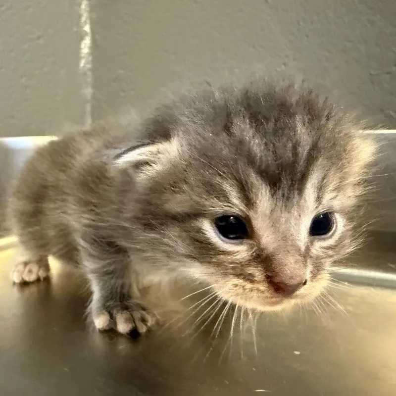 A baby small-sized male Gray / Blue / Silver Domestic Medium Hair cat named Tuscstray_ for adoption in Tuscaloosa, AL
