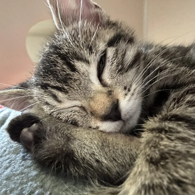 A baby small-sized female Brown / Chocolate Domestic Short Hair cat named Aventurine for adoption in Redwood City, CA