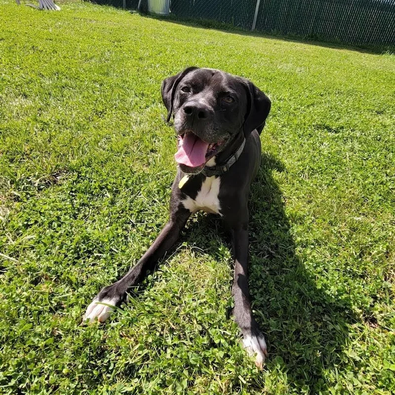 An adult large-sized male Black Labrador Retriever dog named Pacey for adoption in West Jefferson, OH