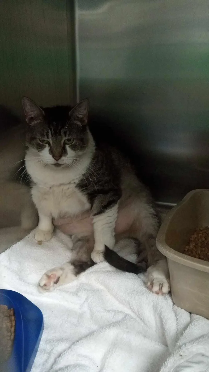 An adult medium-sized female Tabby (Brown / Chocolate) Domestic Short Hair cat named Cathy Cat for adoption in Burgaw, NC