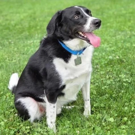An adult medium-sized male Black Border Collie dog named Sport for adoption in Rensselaer, NY